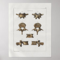 1867 Os vertébrés Anatomie Vintage Imprimer