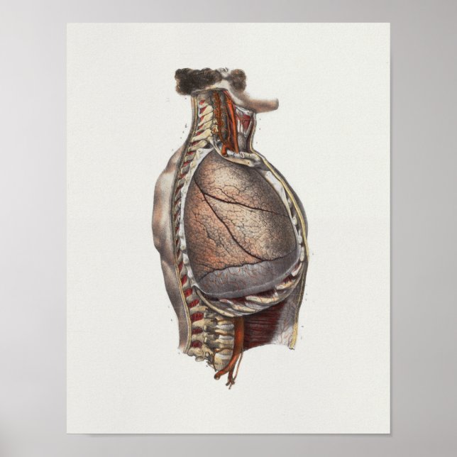 Poster 1867 Poumons Anatomie Vintage de la colonne vertéb (Devant)