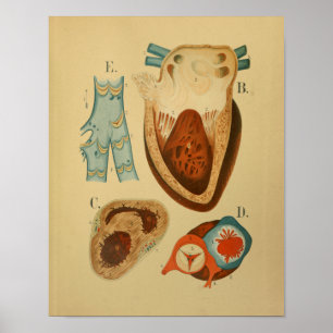 Poster 1879 Anatomie Vintage Imprimer Coeur humain intern