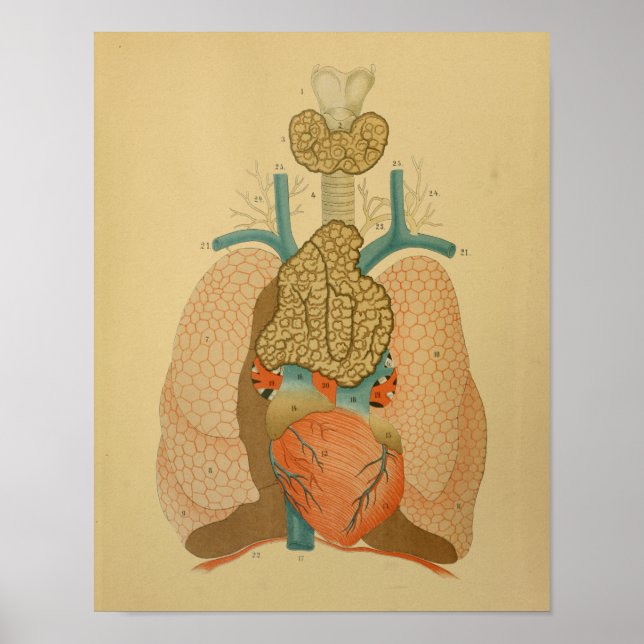 Poster 1879 Anatomie Vintage Imprimer Poumons de coeur (Devant)
