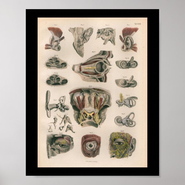 Poster 1879 Vintage Bock Anatomie d'impression Oreille oc (Devant)