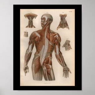 Poster 1879 Vintage Bock Anatomy Muscles d'impression