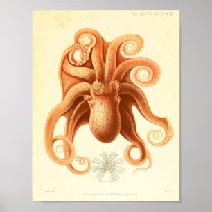 Poster 1881 copies vintages d'art de poulpe de couleur