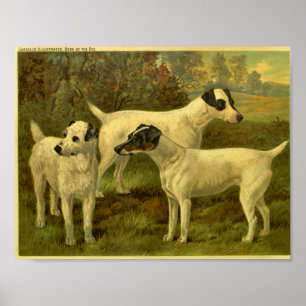 Poster 1881 Vintage Fox Terriers Imprimer