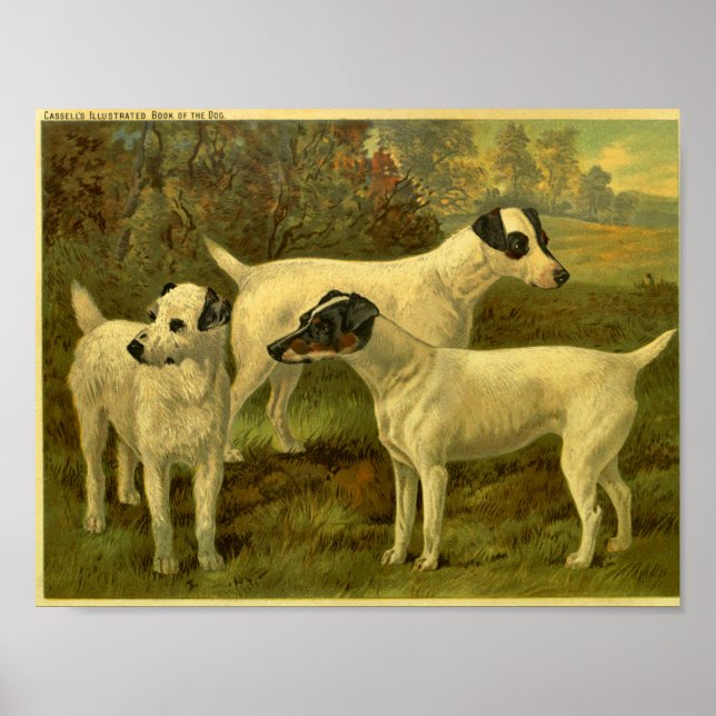 Poster 1881 Vintage Fox Terriers Imprimer (Devant)