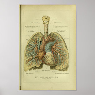 Poster 1886 copies humaines vintages d'anatomie de