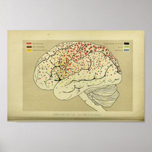 Poster 1886 Vintage Human Brain Anatomy Print