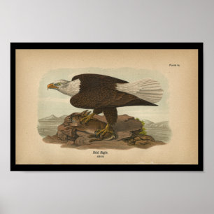 Poster 1890 Aigle à tête d'affiche