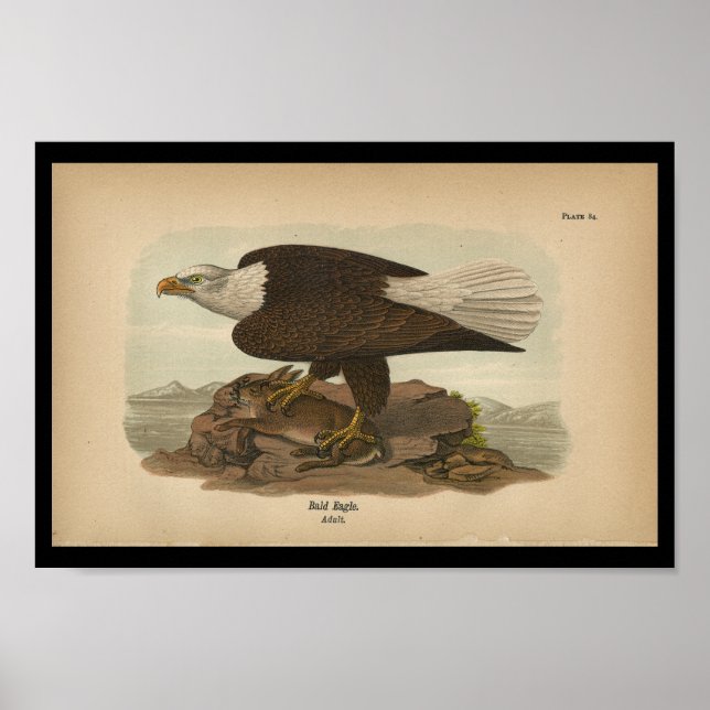 Poster 1890 Aigle à tête d'affiche (Devant)