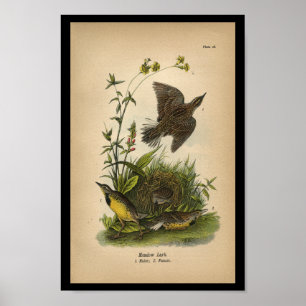 Poster 1890 Arbre de prairie à oiseaux