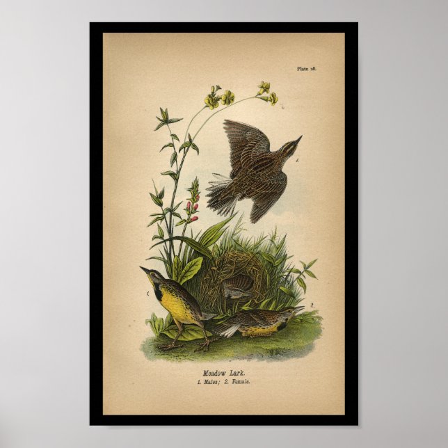 Poster 1890 Arbre de prairie à oiseaux (Devant)