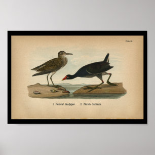 Poster 1890 Bécasseau Pectoral Imprimé Aux Oiseaux