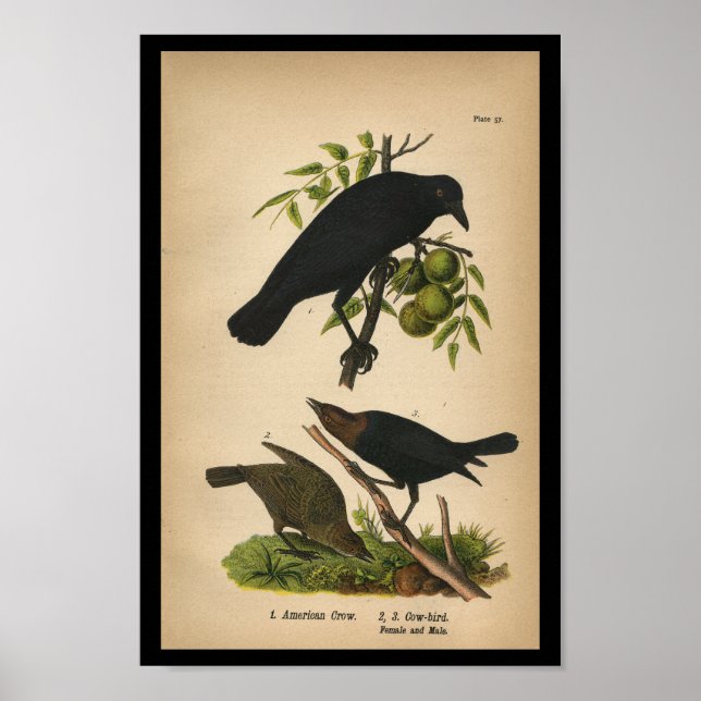 Poster 1890 Bird Print American Crow (Devant)