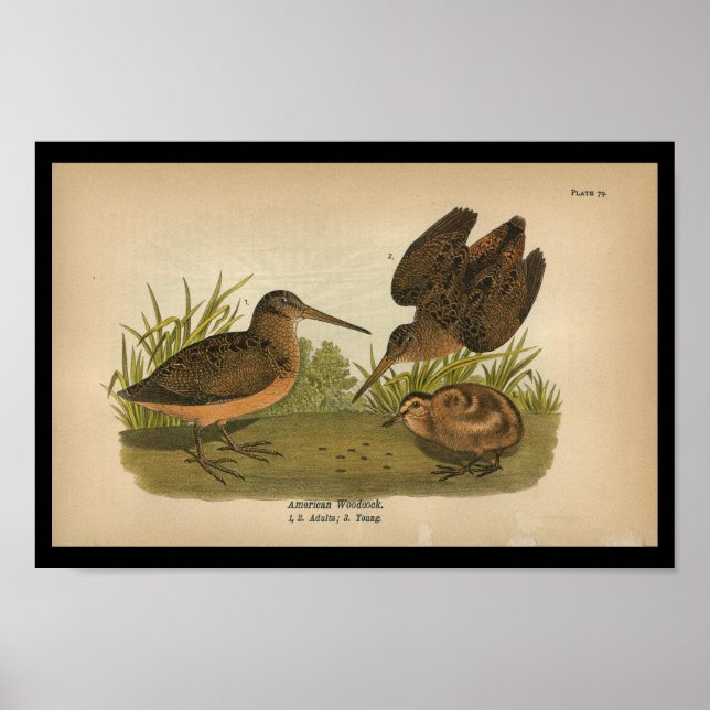 Poster 1890 Bird Print American Woodcock (Devant)
