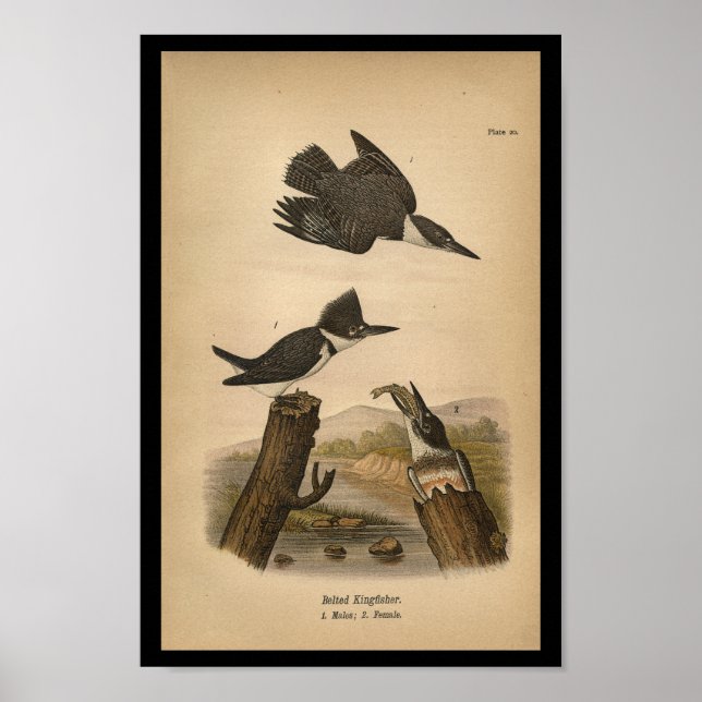 Poster 1890 Bird Print Belted Kingfisher (Devant)