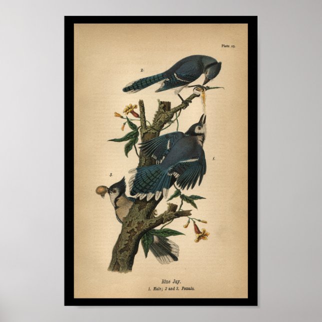 Poster 1890 Bird Print Blue Jay (Devant)