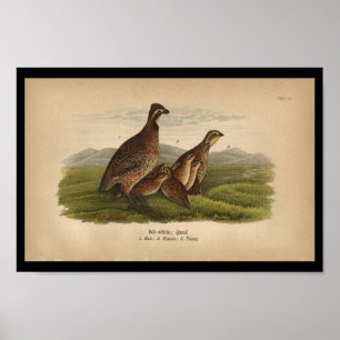 Poster 1890 Bird Print Bob-white Quail