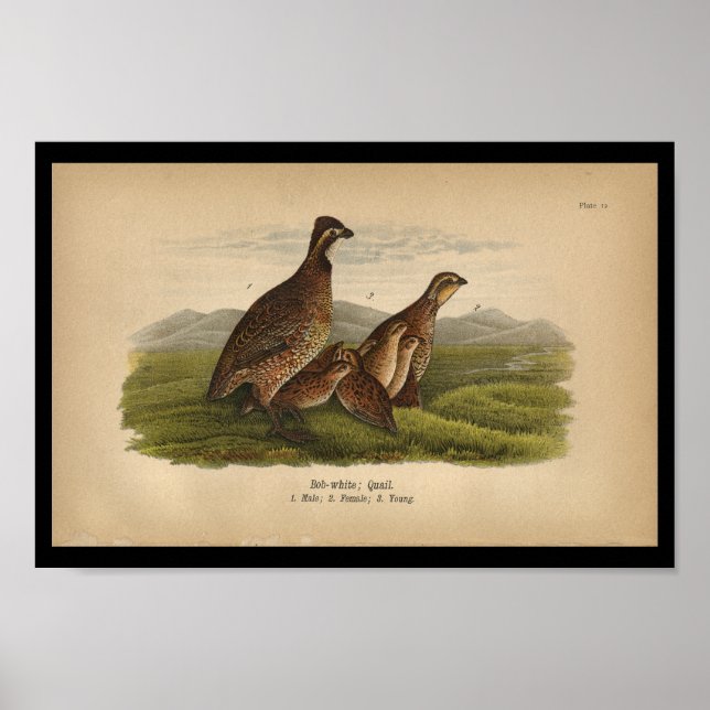 Poster 1890 Bird Print Bob-white Quail (Devant)