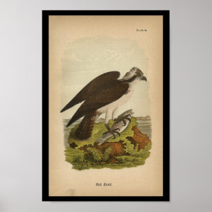 Poster 1890 Bird Print Fish Hawk