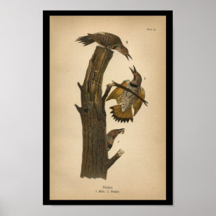 Poster 1890 Bird Print Flicker