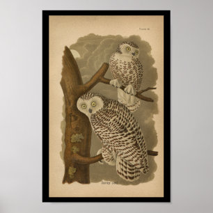 Poster 1890 Bird Print Snowy Owl