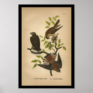 Poster 1890 Bird Print Sparrow Hawk