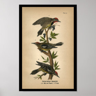 Poster 1890 Bird Print Yellow-bellied Sapsucker