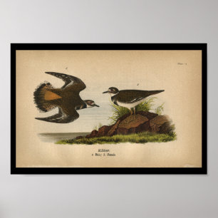 Poster 1890 Blesseur d'oiseaux