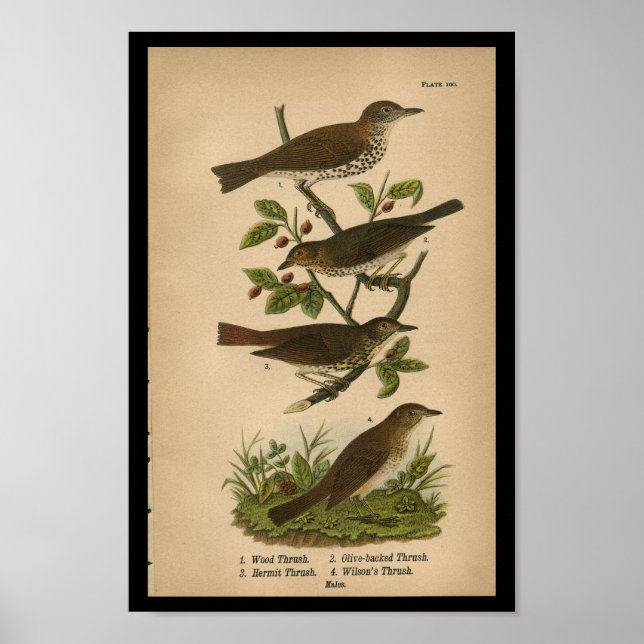 Poster 1890 Brosse à bois imprimée par les oiseaux (Devant)