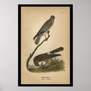 Poster 1890 Buse d'oiseaux