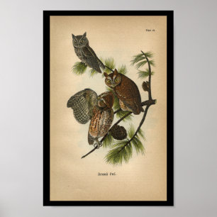 Poster 1890 Chouettes à crayon d'impression pour oiseaux