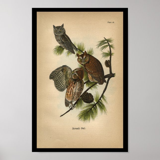 Poster 1890 Chouettes à crayon d'impression pour oiseaux (Devant)