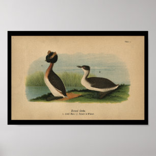 Poster 1890 Grèbe à cornes à imprimer