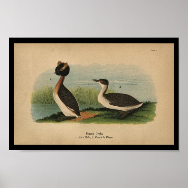 Poster 1890 Grèbe à cornes à imprimer (Devant)