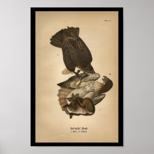 Poster 1890 Imprimé d'oiseaux Buse à queue rouge