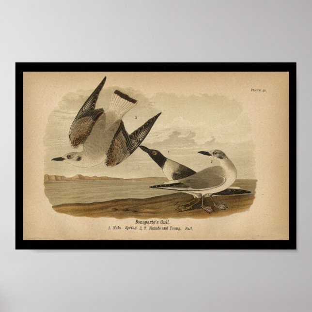 Poster 1890 Imprimé d'oiseaux Goéland de Bonaparte (Devant)