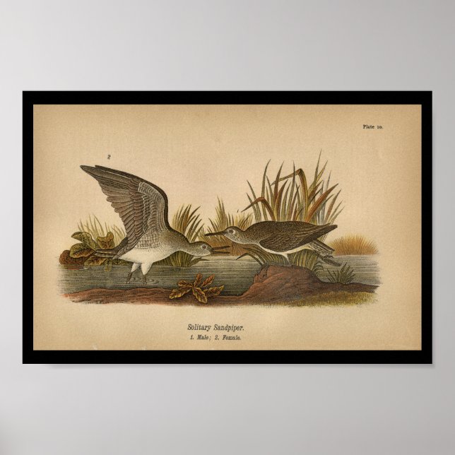 Poster 1890 Imprimé Oiseau Bécasseau solitaire (Devant)