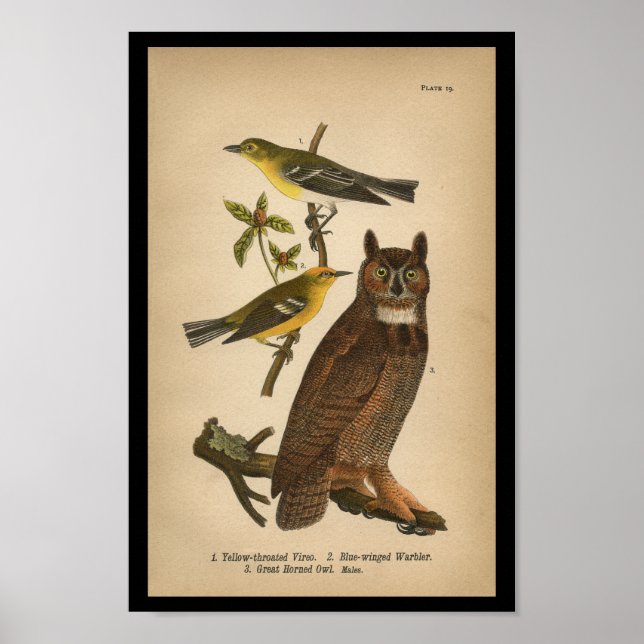 Poster 1890 Imprimerie d'oiseaux Chouette à grande corne (Devant)