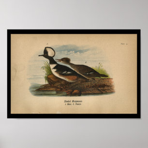 Poster 1890 Merganser à capuchon imprimé d'oiseaux