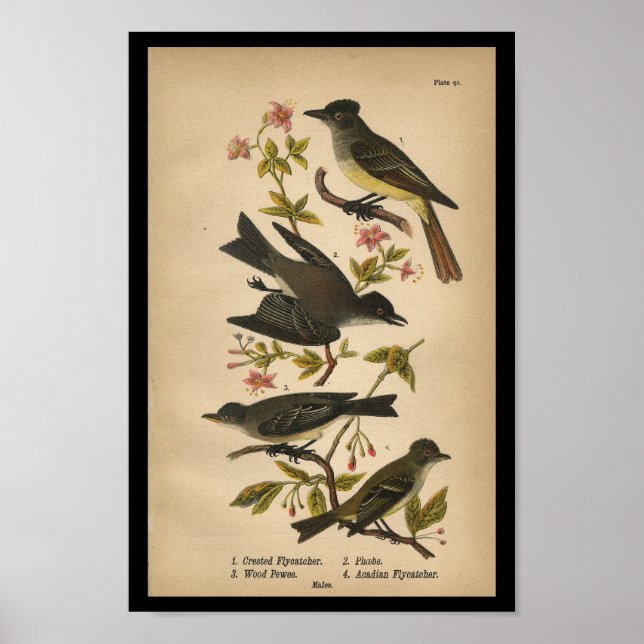 Poster 1890 Moucherolle crêponné (Devant)