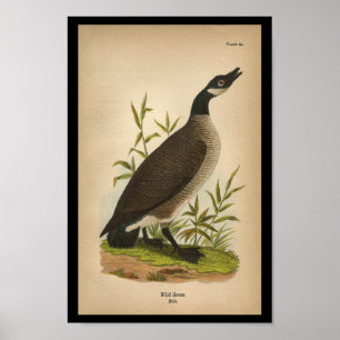 Poster 1890 Oie Imprimer Oie sauvage