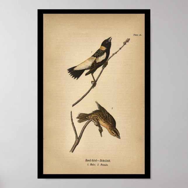 Poster 1890 Oiseau à imprimer Bobolink (Devant)