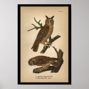 Poster 1890 Oiseau Imprimé Chouette à longues oreilles