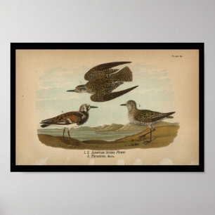 Poster 1890 Oiseau Imprimer American Golden Plover
