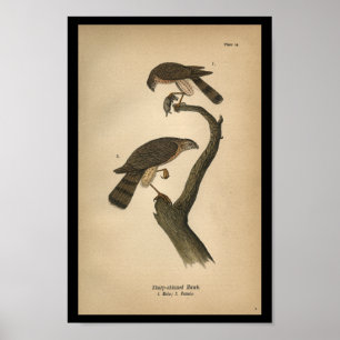 Poster 1890 Oiseau Imprimer Buse à lustrer