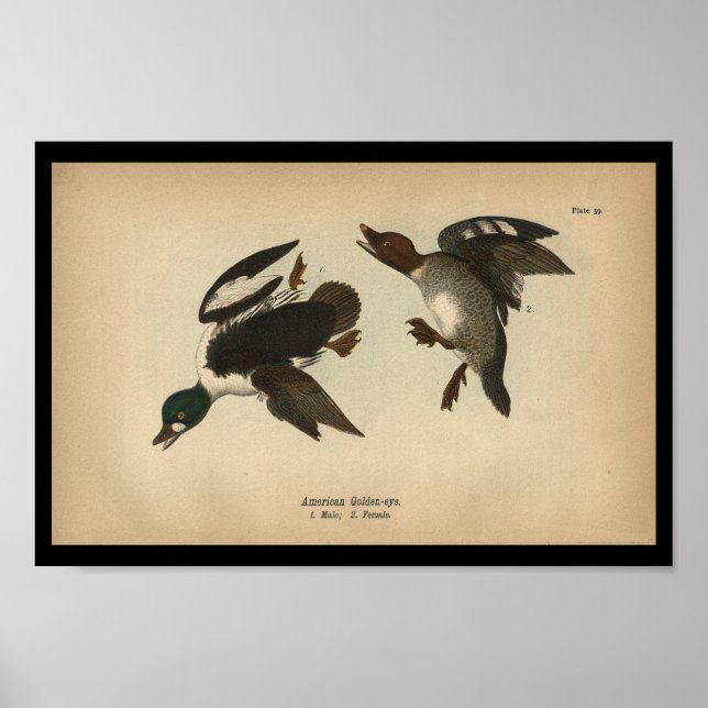 Poster 1890 Oiseau Imprimer Canard à oeil doré américain (Devant)