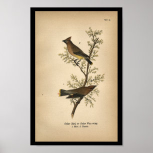 Poster 1890 Oiseau Imprimer Cèdre Oiseau