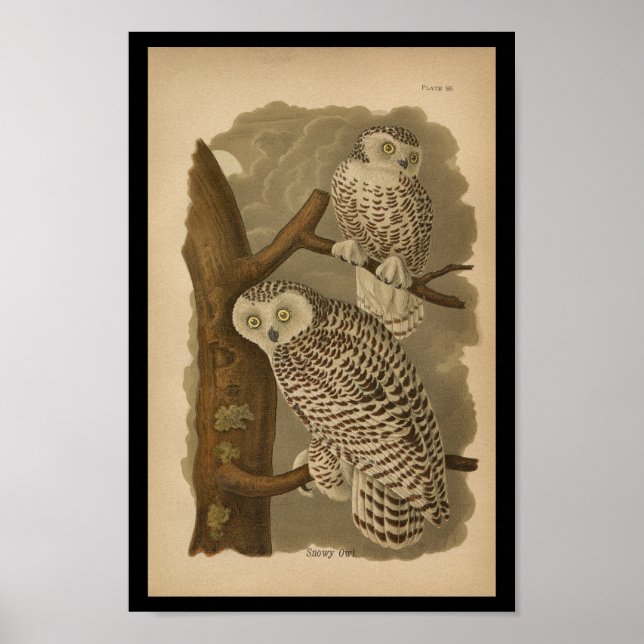 Poster 1890 Oiseau Imprimer Chouette neigeuse (Devant)