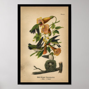 Poster 1890 Oiseau Imprimer Colibri à gorge rubis