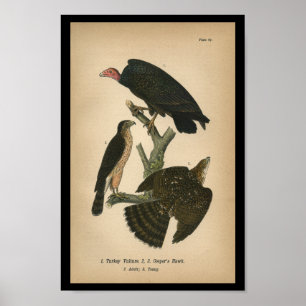 Poster 1890 Oiseau Imprimer Cooper's Hawk